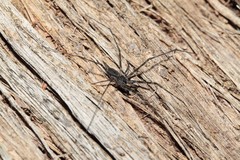 Tamopsis fickerti