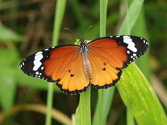 Danaus chrysippus orientis