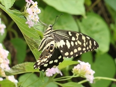 Papilio demodocus demodocus
