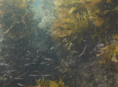 Trachinops noarlungae