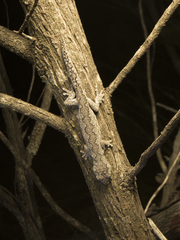 Strophurus intermedius