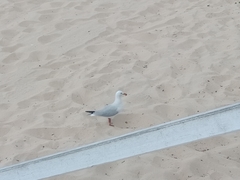 Chroicocephalus novaehollandiae