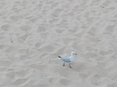 Chroicocephalus novaehollandiae