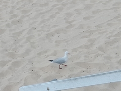 Chroicocephalus novaehollandiae