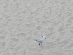 Chroicocephalus novaehollandiae