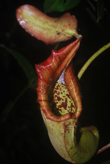 Nepenthes truncata