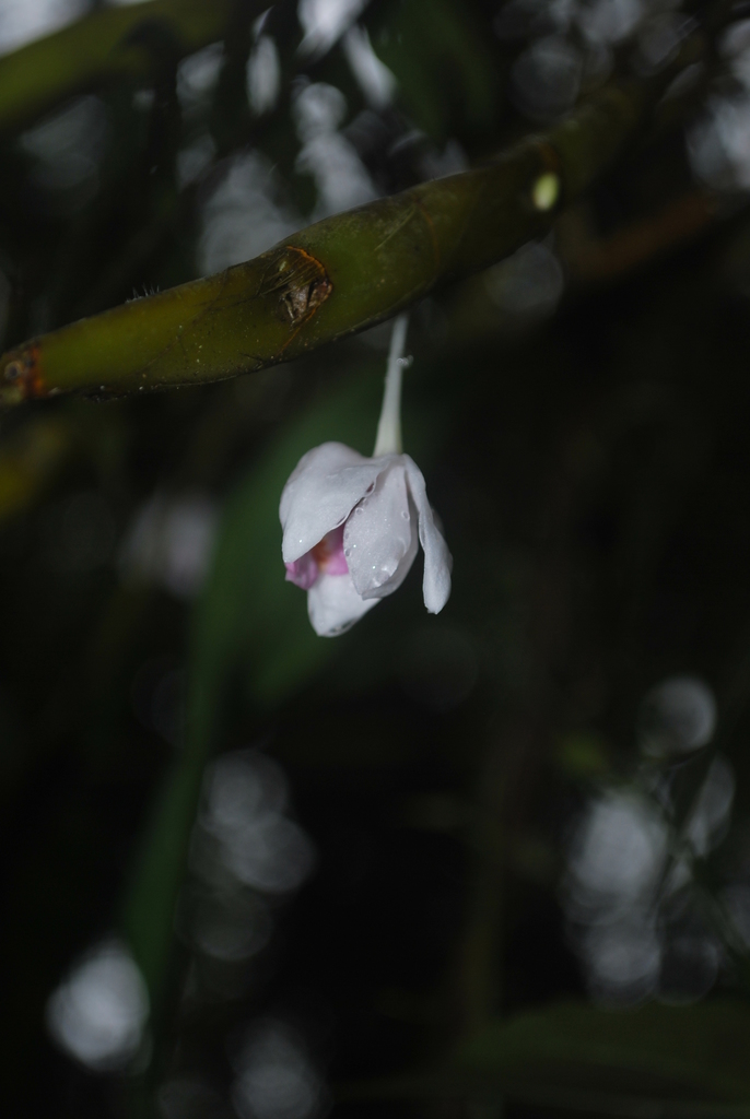 Dendrobium boosii Cootes & W.Suarez