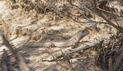 Liopholis multiscutata