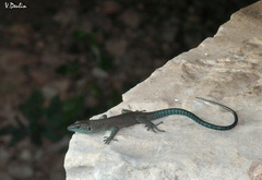 Dalmatolacerta oxycephala