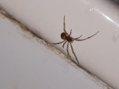 Steatoda triangulosa