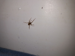 Steatoda triangulosa