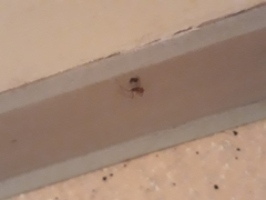 Steatoda triangulosa