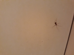 Steatoda triangulosa