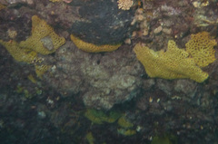 Holopsamma laminaefavosa