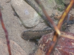 Speckled Rivulus photo 1