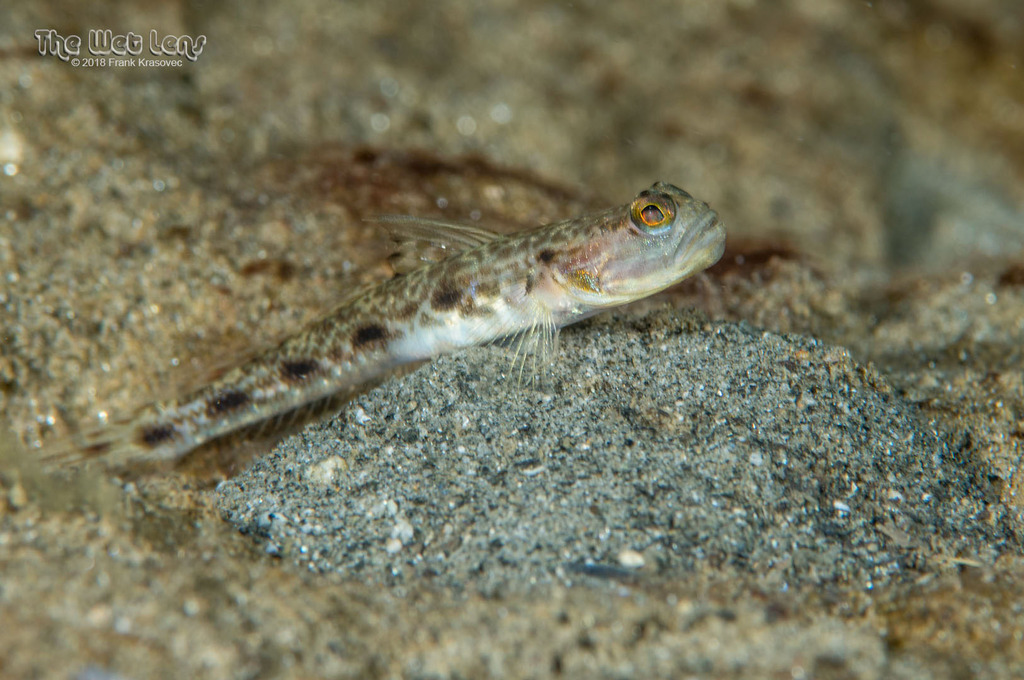 Lanceolate shrimpgoby (Tomiyamichthys lanceolatus) — Gobiidae