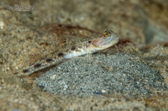 Lanceolate Shrimpgoby photo 2