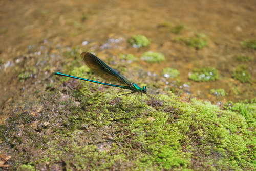Neurobasis anumariae
