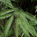 Shiny Fan Fern - Photo (c) Melissa Hutchison, some rights reserved (CC BY-NC-ND), uploaded by Melissa Hutchison