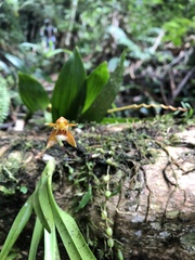 Coelogyne candoonensis
