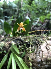 Coelogyne candoonensis