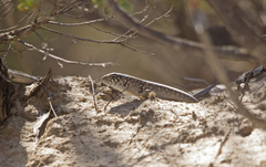 Liopholis multiscutata