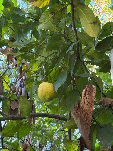 Citrus × limon, photograph 5