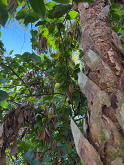 Citrus × limon, photograph author not stated, no rights reserved