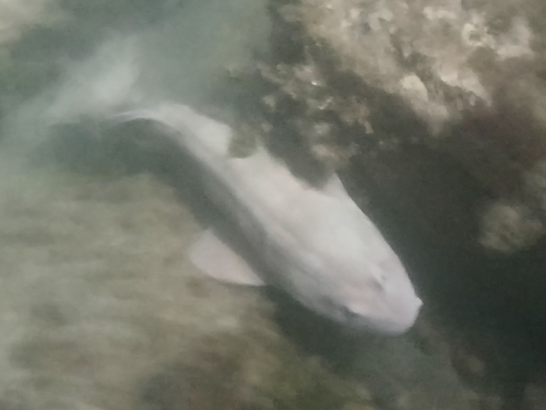 Blind shark photographed at Newcastle - Inner City, AU-NS, AU