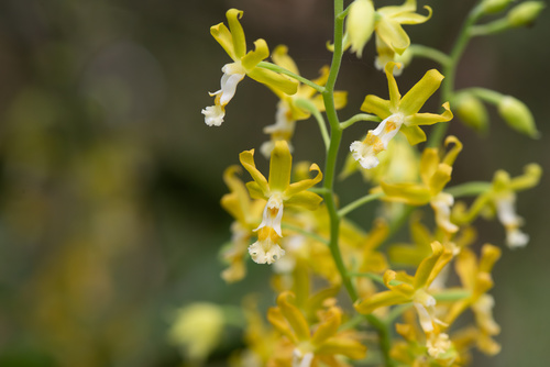 Inverted-Heart Orchid
