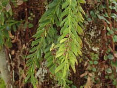 Tmesipteris sigmatifolia