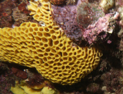 Holopsamma laminaefavosa