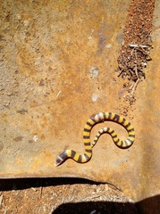 Simoselaps bertholdi