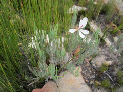 Pelargonium laevigatum laevigatum