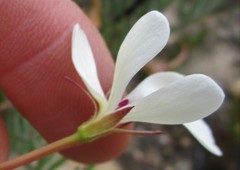 Pelargonium laevigatum laevigatum