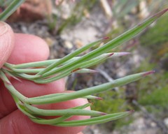 Pelargonium laevigatum laevigatum