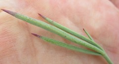 Pelargonium laevigatum laevigatum