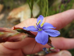 Aristea racemosa