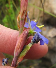 Aristea racemosa