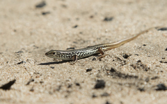 Ctenotus orientalis