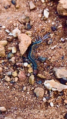 Scolopendra laeta
