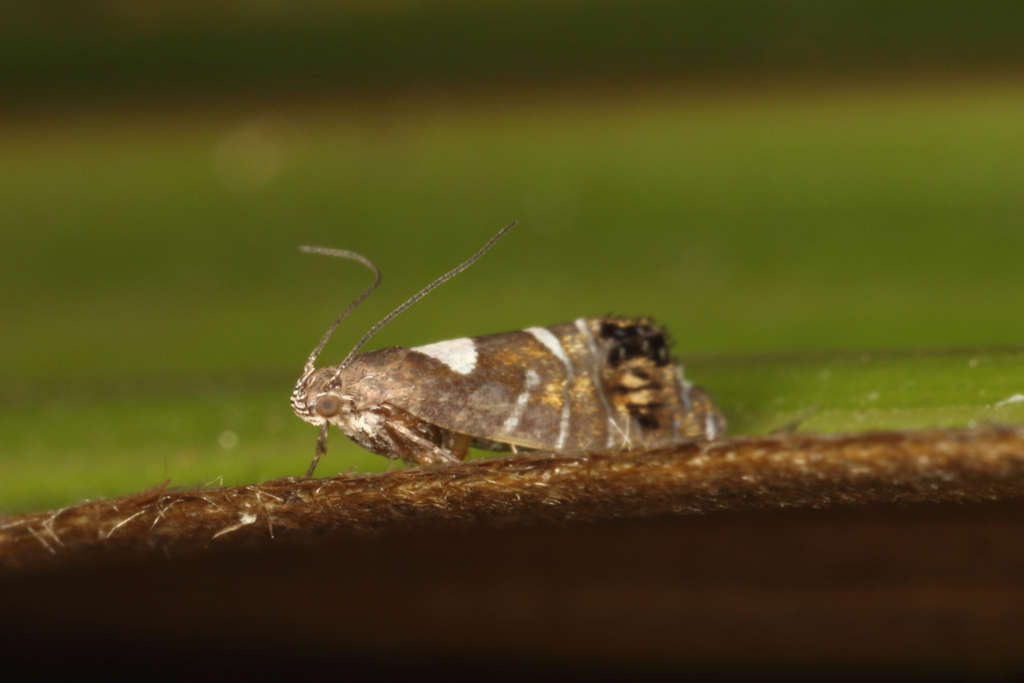 Glyphipterix similis