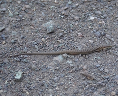 Elgaria multicarinata multicarinata