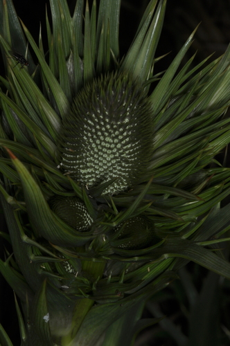 Eryngium agavifolium (Eryngium agavifolium)
