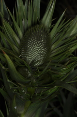 Eryngium agavifolium, photograph (c) aacocucci, some rights reserved (CC BY)