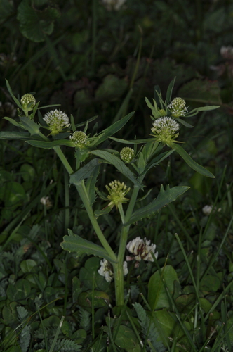 Madam gorgon (Acicarpha tribuloides)