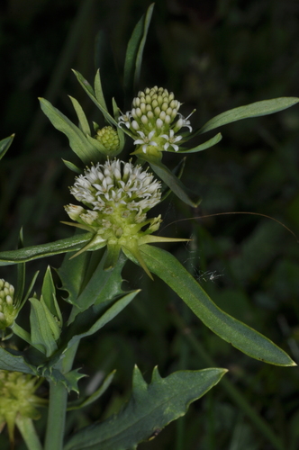 Acicarpha tribuloides, photograph 3
