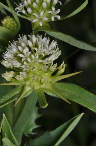 Acicarpha tribuloides, photograph 4