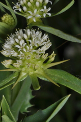 Acicarpha tribuloides, photograph (c) aacocucci, some rights reserved (CC BY)