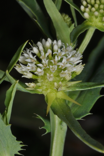 Acicarpha tribuloides, photograph 5